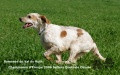 Setter Anglais ROMANCE DU VAL DU RUTH Setter Anglais ROMANCE DU VAL DU RUTH